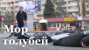 В центре Луганска отравили стаю голубей