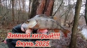 ЗИМНИЙ ХИТРЫЙ ОКУНЬ/РЫБАЛКА СПИНИНГОМ ДЖИГ+РИГОМ
