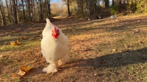 Готовлю ужин. Курица тика масала. Эгине. ASMR