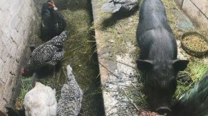 Содержание уток, кур, фазанов, поросёнка на натуральном и живом корме в домашних условиях.