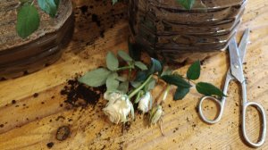 25.11.25/что делать с розой Кордана🥀🤔/ребенок ни чего не должен/заблокировались двери😨🤯🤣