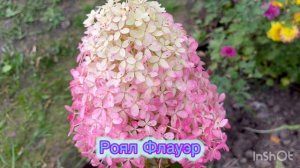 Гортензии в саду!