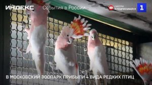 В Московский зоопарк прибыли 4 вида редких птиц