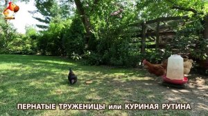 Куриная рутина – что делают куры на выгуле 😂 эпизод (70)