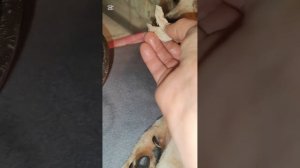 У Снежка хороший аппетит