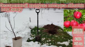 Срочно в номер: под снег сажаем яблоньку! Очевидное-невероятное!