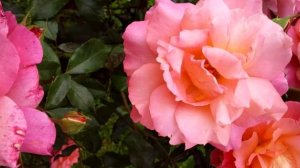 КОМЕДИЯ РОК  Сборник Клипов № 5