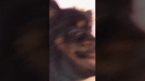 Кейси краситься