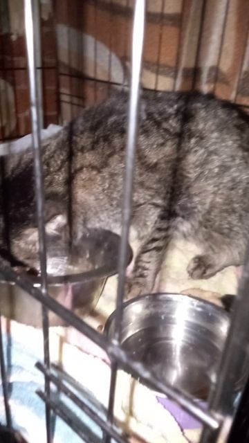 Огромная благодарность  🌺🌺🌺Елене МОЛОТКОВОЙ 🌼🌼🌼За вкусности для ТИГРУШИ!!! Колбаска,куррчка