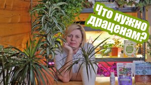 Как ухаживать за драценами в домашних условиях