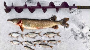 Открыл сезон 2025-2026 год. Щука на жерлицу. Подлещик, сорога.