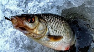 Сорога на гвоздешарик