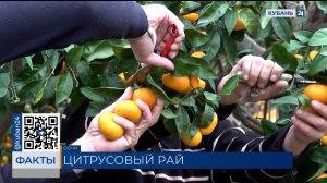 С начала сезона около 8 тыс. тонн мандаринов ввезли в Сочи из Абхазии