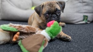 Песня "Щенок". Текст, видео: Л. Ломаева. Музыка и исполнение:Suno AI.