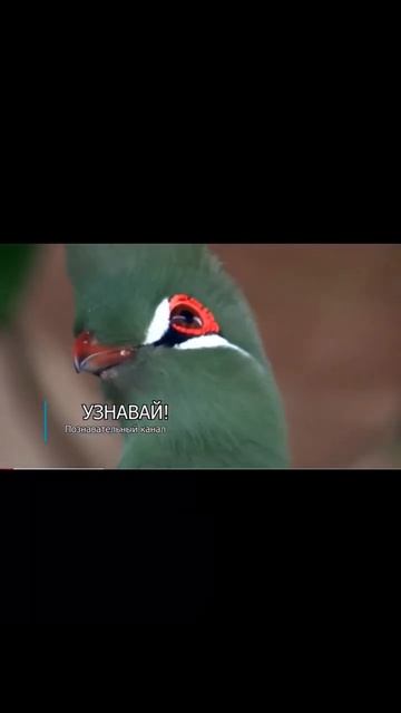 Турако – экзотическая птица. @https___boosty.to_uznavaj