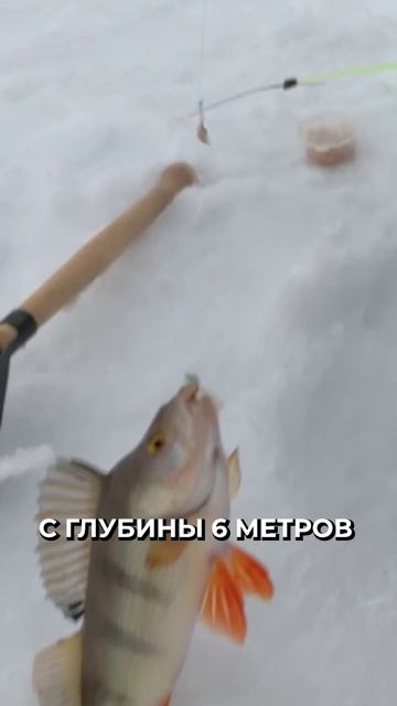 🐟❄️ Какую рыбу ловить в начале декабря