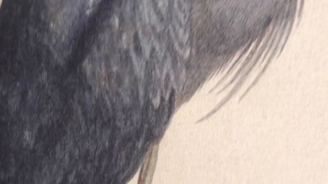 Панно ЧЁРНАЯ ЦАПЛЯ - ЭКЗОТИЧЕСКИЙ ШАРМ, текстиль, 95х64 см, 879813-1