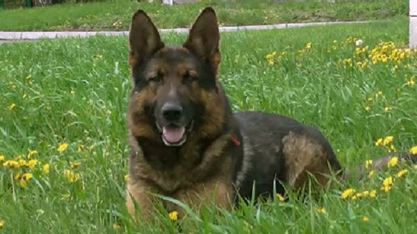 Герман. Май 2015