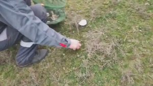 VLOG творожные оладушки с яблоками. Развеялись. Собрали шампиньоны.  (1)