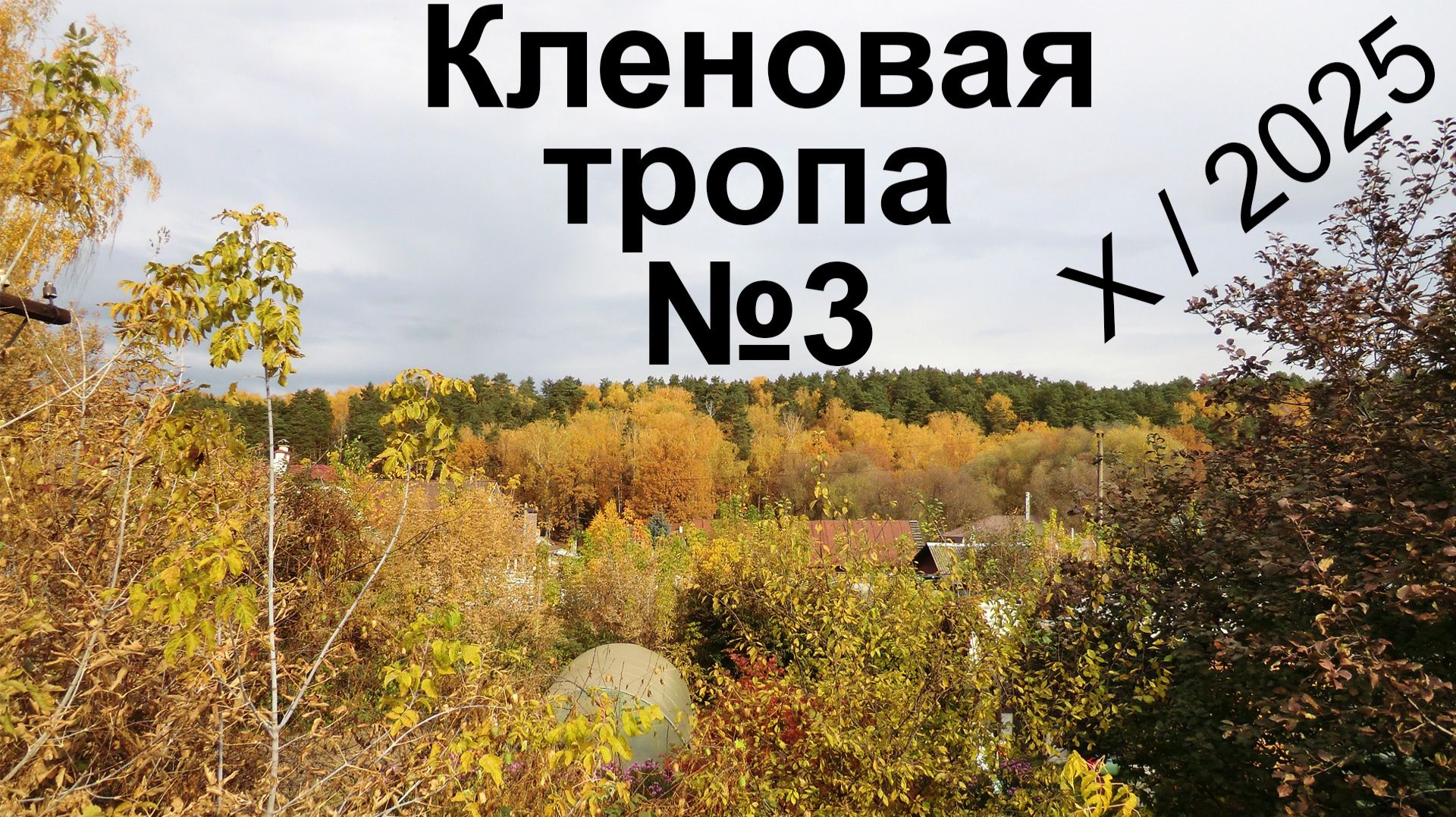 Кладовая солнца.  Кленовая тропа №3.  X/2025