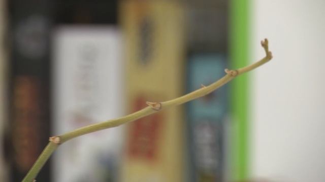 2025_11_27_Во саду и в огороде