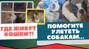 Пока сжигают собак заживо, пытаемся кого-то спасти!