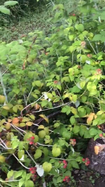 Ленинградская область. Хвойное. 16.07.2024. Дача. Ежевика