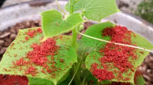 Лепёшка с красной икрой, кровью и вареньем для Трюкача