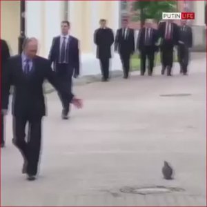 Россия использует "эскадрилью дистанционно управляемых голубей-шпионов"