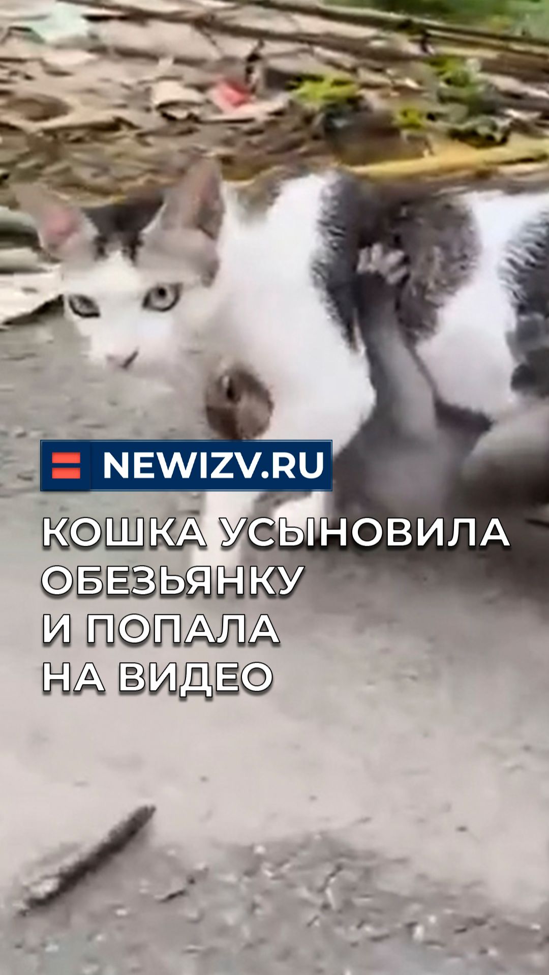 Кошка усыновила обезьянку и попала на видео смотреть онлайн