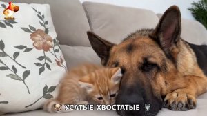 Котята и щенята 🐈🐶 Кошки и собаки 🤗 Милое видео про животных (7)