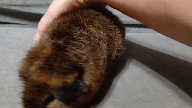 американский тедди золотой агути из питомника ZLATO VLASKA