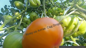 Коллекционный сорт томата Жёлто-розовый бабушки Виней