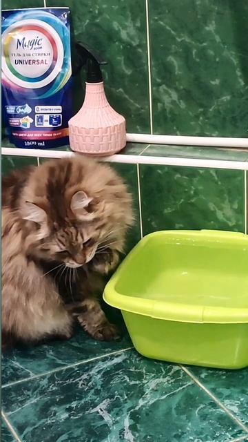 И попить, и лапки помыть 😺