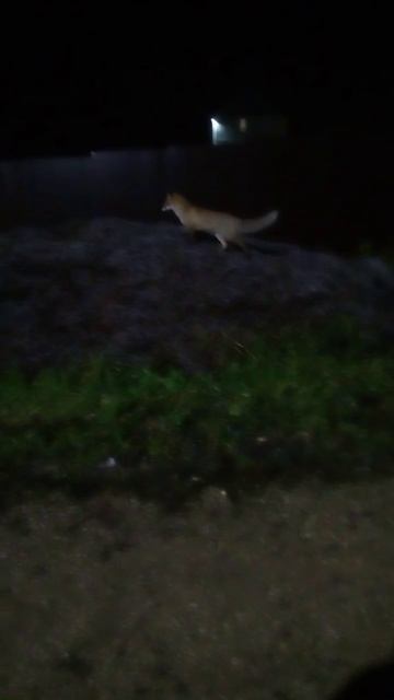 Лиса приходит к дому. Но не берет никто