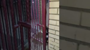 Откармливаю Тайсона и Машу