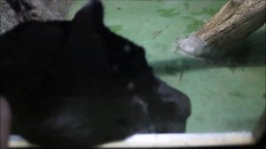 Ягуары. Порги высматривает сотрудников, Белла играет со мной, а Габриэль кушает мясо 27.11.2025