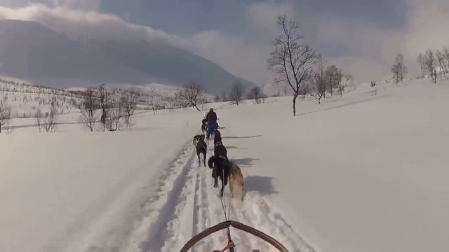 Самые Редкие и Дорогие Породы Собак в Мире