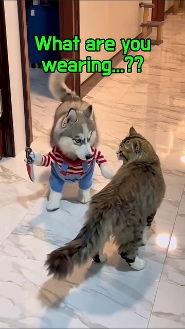 Собака и кот