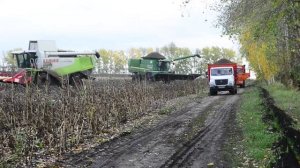 Воронежтат сообщил, сколько зерна намолочено в ходе уборочная кампании