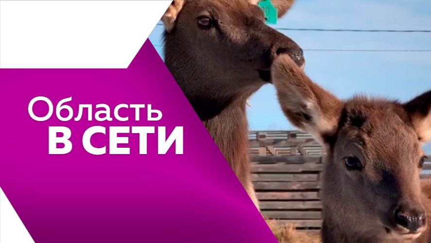 Область в сети №326