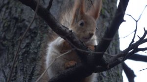 Белка снова кричит