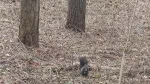 Белочка 27 ноября.mp4