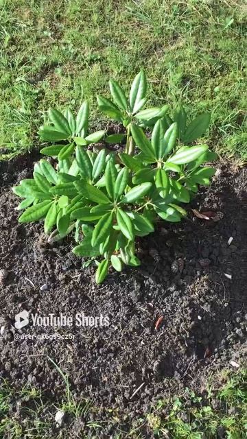 Ленинградская область. Хвойное. 16.07.2024. Дача. Рододендрон