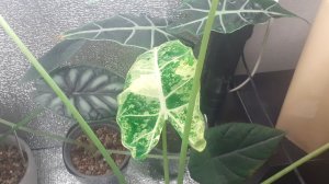 28.11.2025 Мои АЛОКАЗИИ