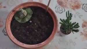 Что купила в 5ке// Люська// Вопрос .