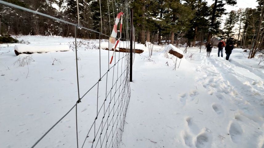 Их права нарушены: жители поселка в Томской области остались без кедрового леса