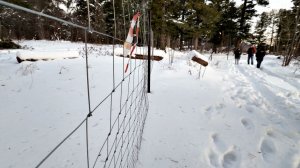 «Их права нарушены»: жители поселка в Томской области остались без кедрового леса