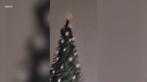 Двое горожан забрались на елку в центре Петербурга