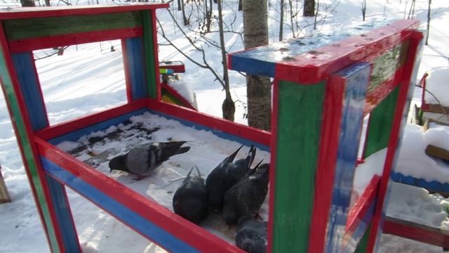 ГОЛУБИ ЛЕНИНСКИЙ ПАРК НА НЕФТЯНИКЕ ХАБАРОВСК 21 декабря 2024 г (Ролик+Слайд)